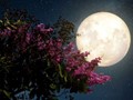 Απόψε το βράδυ στον ουρανό το Φεγγάρι των Λουλουδιών 